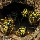 Business 3 image GOODE WASP CONTROL MELBOURNE Pest Removal in Melbourne VIC