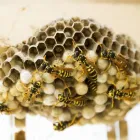 Business 4 image GOODE WASP CONTROL MELBOURNE Pest Removal in Melbourne VIC