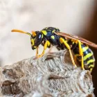 Business 5 image GOODE WASP CONTROL MELBOURNE Pest Removal in Melbourne VIC