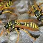 Business 1 image GOODE WASP REMOVAL ADELAIDE Wasp Removal in Adelaide SA