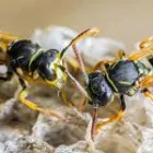 Business 2 image GOODE WASP REMOVAL ADELAIDE Wasp Removal in Adelaide SA