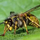 Business 3 image GOODE WASP REMOVAL ADELAIDE Wasp Removal in Adelaide SA