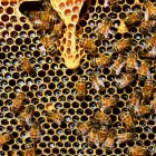 Business 4 image GOODE WASP REMOVAL ADELAIDE Wasp Removal in Adelaide SA