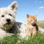 Business 1 image GRIFFITH ANIMAL HOSPITAL Veterinarian in Yoogali NSW