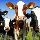 Business 2 image GRIFFITH ANIMAL HOSPITAL Veterinarian in Yoogali NSW
