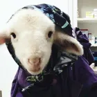 Business 3 image GRIFFITH ANIMAL HOSPITAL Veterinarian in Yoogali NSW