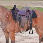 Business 5 image HA BRANDS Horse Riding in Pakenham VIC