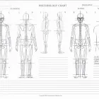 Business 2 image HIGH ROAD CHIROPRACTIC CENTRE Upper And Lower Back Pain in Riverton WA