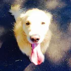 Business 1 image HOT DOG WALKING Walking in Annandale NSW
