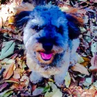 Business 2 image HOT DOG WALKING Walking in Annandale NSW