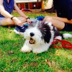 Business 4 image HOT DOG WALKING Walking in Annandale NSW