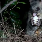 Business 2 image HUMANE POSSUM REMOVAL ADELAIDE Pest Management in Adelaide SA