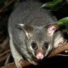 Business 5 image HUMANE POSSUM REMOVAL ADELAIDE Pest Management in Adelaide SA