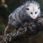 Business 3 image HUMANE POSSUM REMOVAL CANBERRA Pest Control in Amaroo ACT