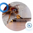 Business 2 image IMPRESSIVE PEST CONTROL PERTH Pest Management in Perth WA