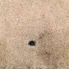 Business 3 image INVISIBLE CARPET REPAIR BRISBANE Business Supplies in Brisbane QLD