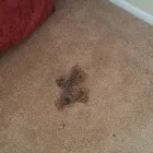 Business 4 image INVISIBLE CARPET REPAIR BRISBANE Business Supplies in Brisbane QLD