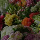 Business 1 image JODIE MCGREGOR FLOWERS SYDNEY Florists in Annandale NSW