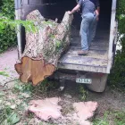 Business 1 image KIWI STUMPGRINDING Tree & Stump Removal Services in Brisbane QLD