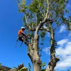 Business 1 image LAUNCESTON TREE SERVICE Tree Felling & Stump Removal in Launceston TAS