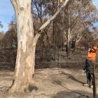 Business 2 image LAUNCESTON TREE SERVICE Tree Felling & Stump Removal in Launceston TAS