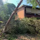 Business 3 image LAUNCESTON TREE SERVICE Tree Felling & Stump Removal in Launceston TAS