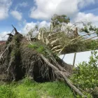 Business 4 image LAUNCESTON TREE SERVICE Tree Felling & Stump Removal in Launceston TAS