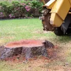 Business 1 image LAUNCESTON TREE SERVICE Tree & Stump Removal Services in Mowbray TAS