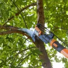 Business 3 image LAUNCESTON TREE SERVICE Tree & Stump Removal Services in Mowbray TAS