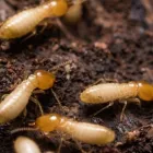 Business 1 image LOCAL TERMITE CONTROL PERTH Pest Control in Perth WA