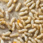 Business 3 image LOCAL TERMITE CONTROL PERTH Pest Control in Perth WA