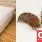 Business 3 image MATTRESS CLEANING MELBOURNE Mattress Cleaning in Melbourne VIC