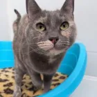 Business 2 image MEOWHAUS CATTERY Pet Services in Brunswick VIC
