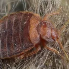 Business 2 image MICK’S PEST CONTROL ADELAIDE Pest Control in Adelaide SA