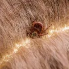 Business 4 image MICK’S PEST CONTROL BRISBANE Pest Control in Brisbane QLD