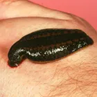 Business 5 image MICK’S PEST CONTROL BRISBANE Pest Control in Brisbane QLD