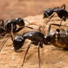 Business 6 image MICK’S PEST CONTROL BRISBANE Pest Control in Brisbane QLD