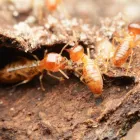 Business 3 image MICK’S PEST CONTROL PERTH Pest Removal in Perth WA