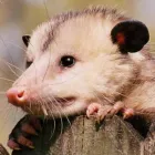 Business 6 image MICK’S PEST CONTROL SYDNEY Pest Management in Sydney NSW