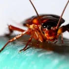 Business 2 image MORRIS PEST CONTROL PERTH quality pest control in Perth WA