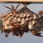 Business 1 image MORRIS WASP CONTROL CANBERRA Pest Control Australia in Kingston ACT