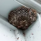 Business 3 image MORRIS WASP CONTROL CANBERRA Pest Control Australia in Kingston ACT