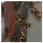 Business 5 image MORRIS WASP CONTROL CANBERRA Pest Control Australia in Kingston ACT