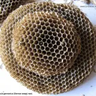 Business 1 image MORRIS WASP REMOVAL MELBOURNE Wasp Removal Melbourne in Melbourne VIC