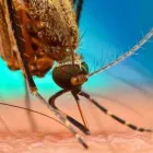Business 1 image MOSQUITO CONTROL ADELAIDE Pest Control in University Of Adelaide SA