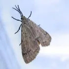 Business 1 image MOTH CONTROL ADELAIDE Pest Control in University Of Adelaide SA