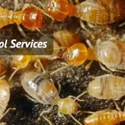 Business 4 image MY HOME PEST CONTROL Pest Control in Brisbane QLD