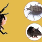 Business 5 image MY HOME PEST CONTROL Pest Control in Brisbane QLD