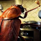 Business 6 image MY HOME PEST CONTROL Pest Control in Brisbane QLD