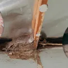 Business 1 image MY HOME PEST CONTROL Pest Control in Brisbane QLD